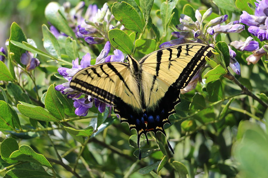 Butterfly Photograph - Yellow Black Purple Splendor by Barbara Charles