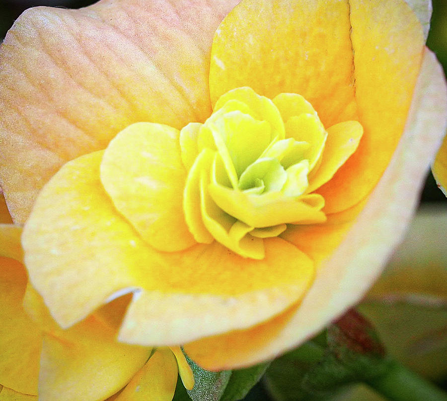 Yellow Bloom Photograph