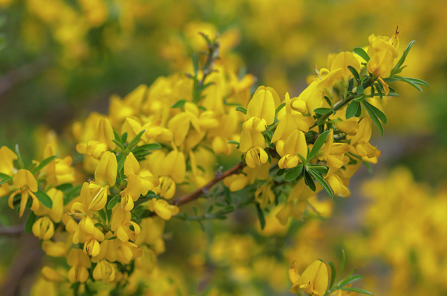 Yellow Bloom of Genista Pilosa 1 Photograph by Jenny Rainbow