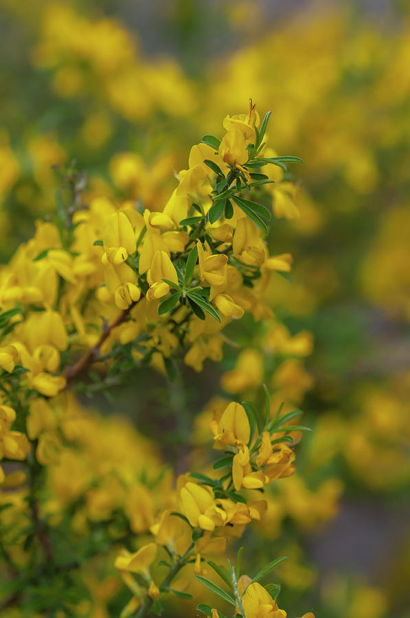 Yellow Bloom of Genista Pilosa Photograph by Jenny Rainbow