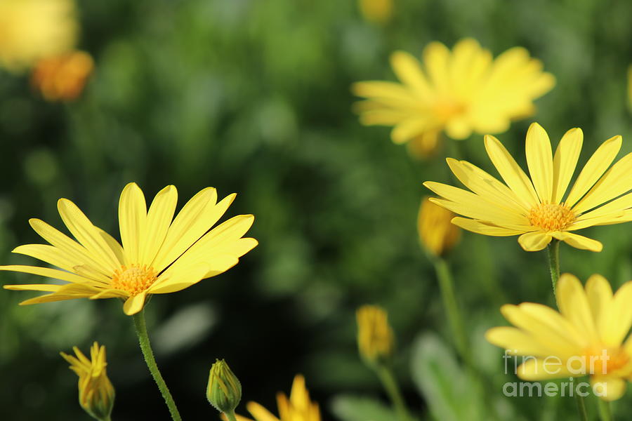 Yellow blooms Photograph by Ash Nirale