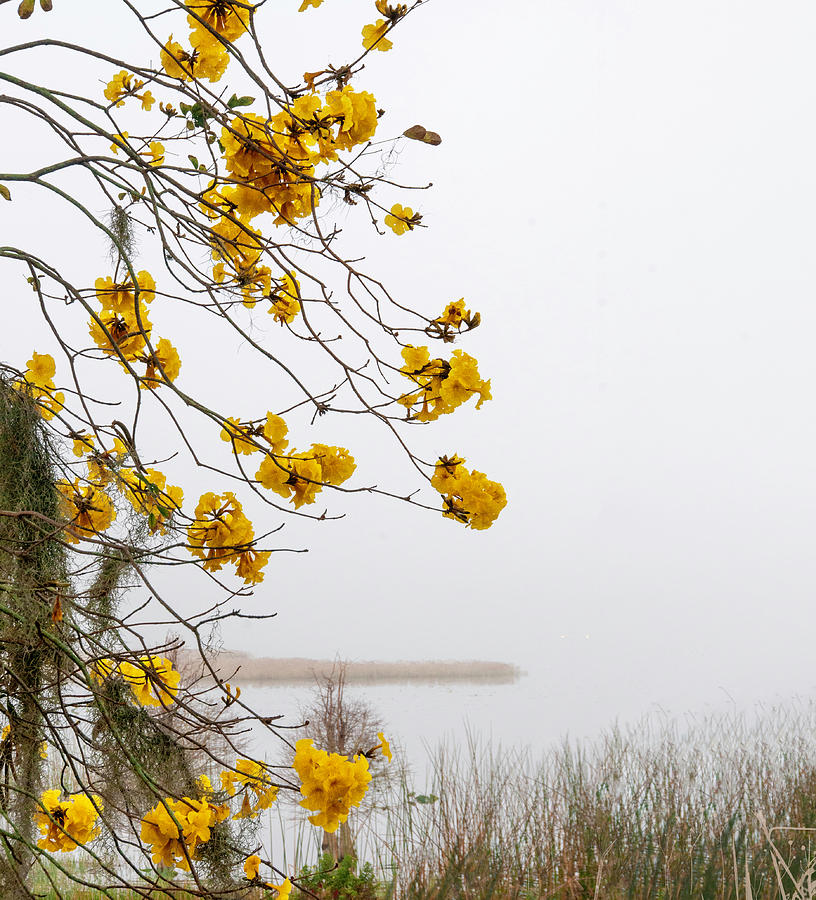 Yellow blooms in Fog Photograph by Carolyn DAlessandro