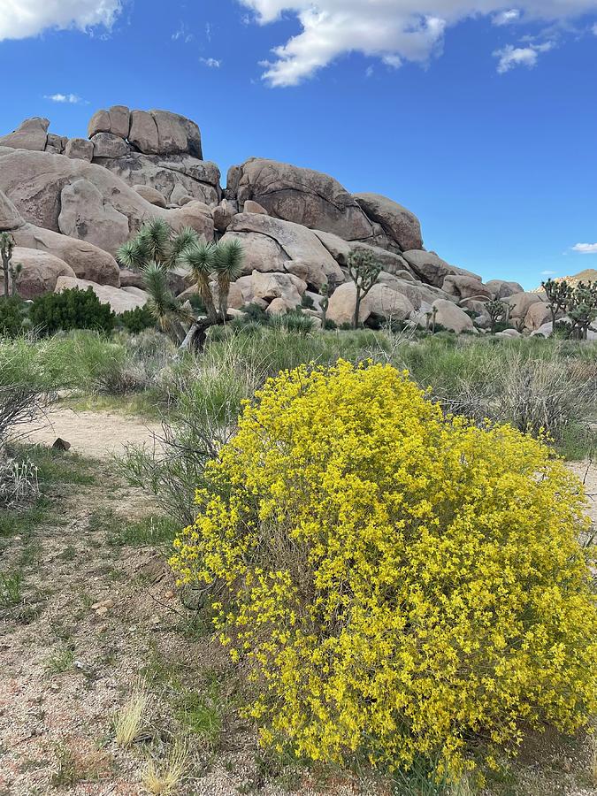 Yellow blooms in Joshua Tree National Park Photograph by Kelly Hazel