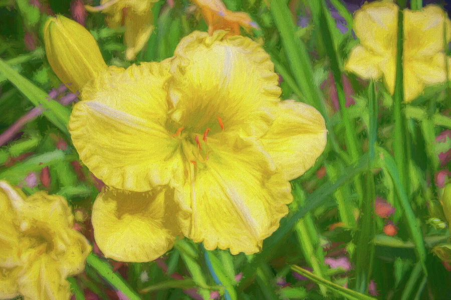 Yellow Blooms  Photograph by John Kirkland