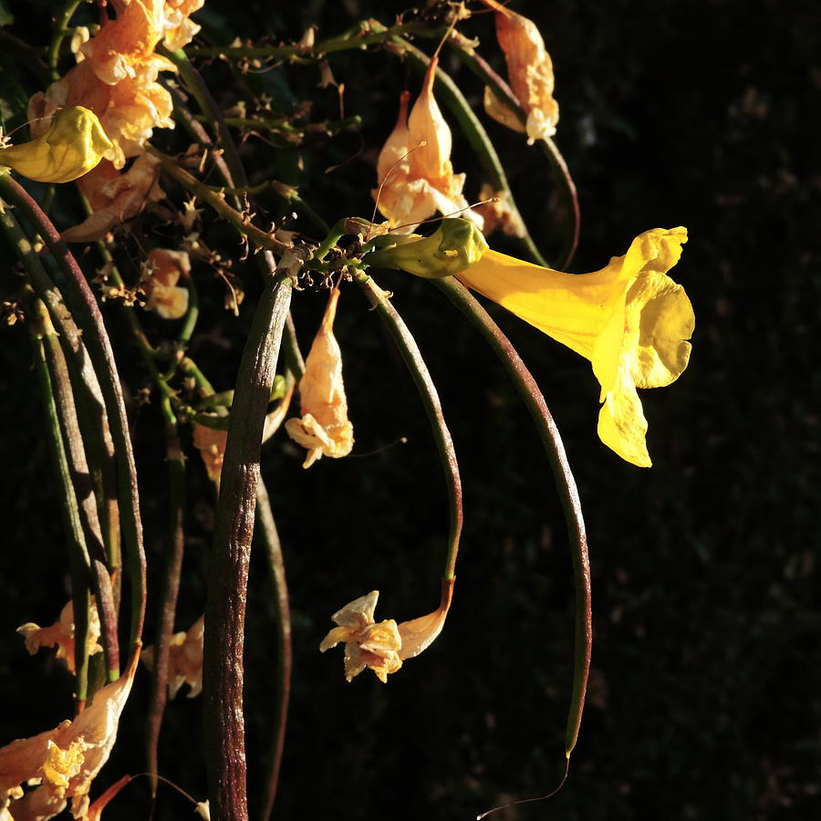 Yellow Blossom and Seed Pods Photograph by Bill Tomsa
