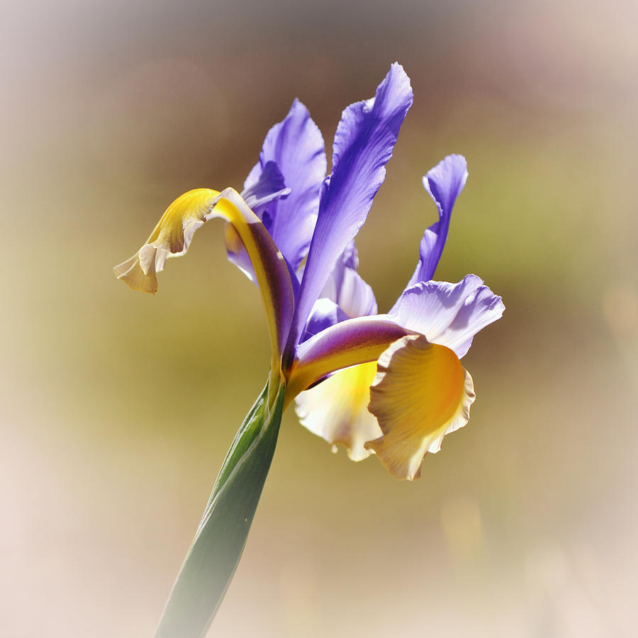 Yellow Blue Dutch Iris Squared Photograph by Gaby Ethington
