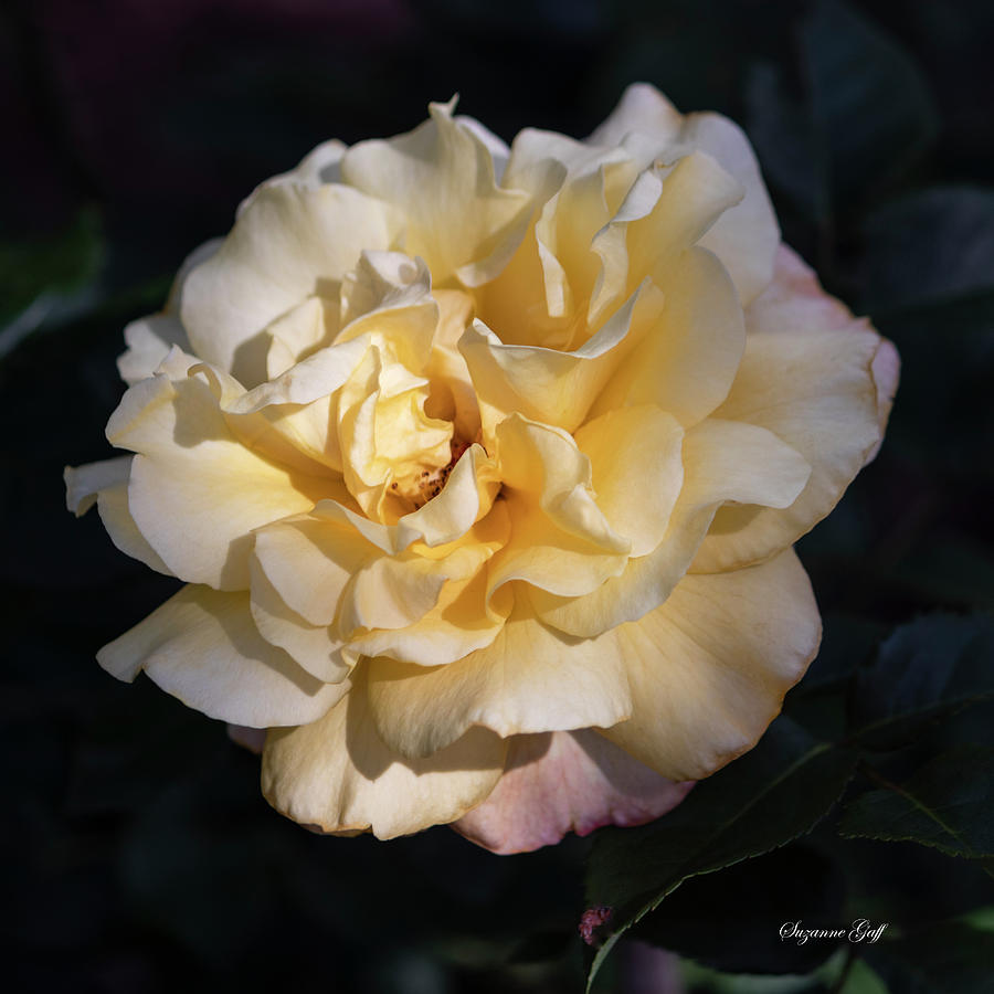 Yellow Blush Rose Photograph by Suzanne Gaff