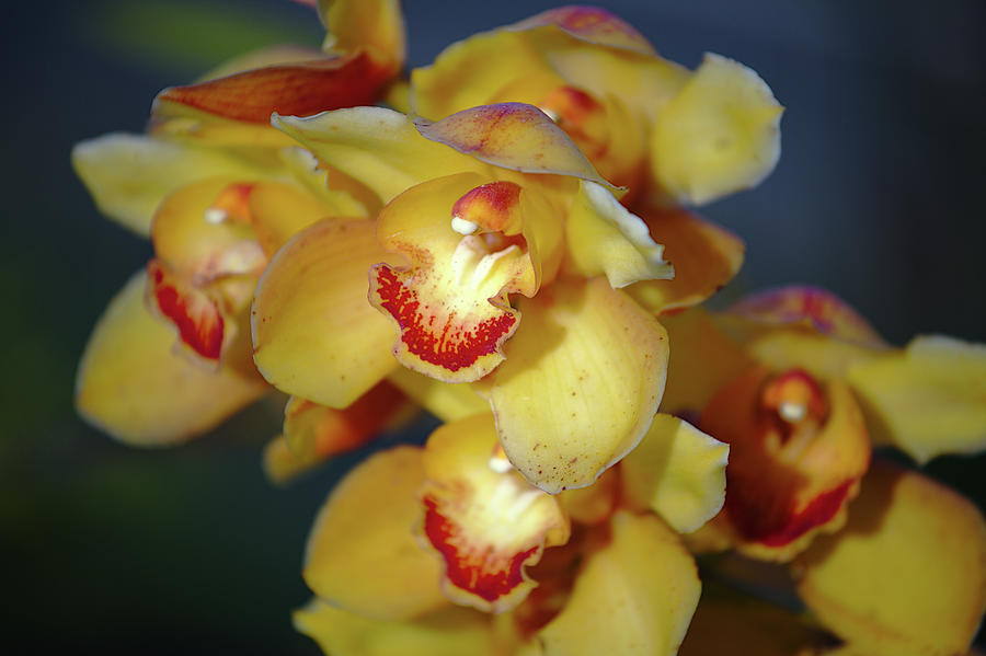 Yellow Boat Orchids Photograph by Sean Hannon