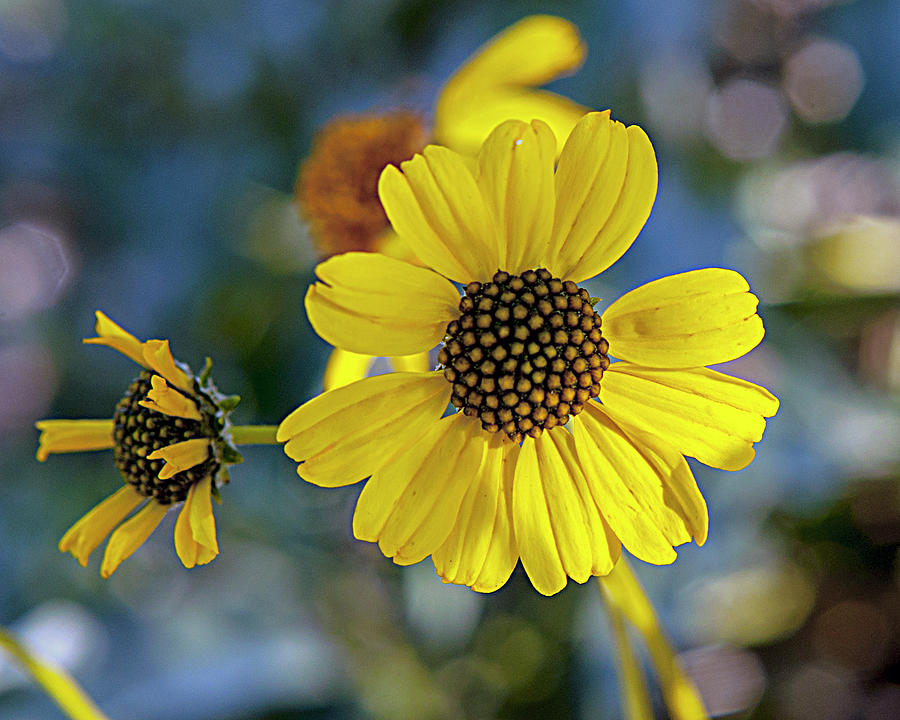 Yellow Bokah Wildflower Photograph by Denise Elfenbein