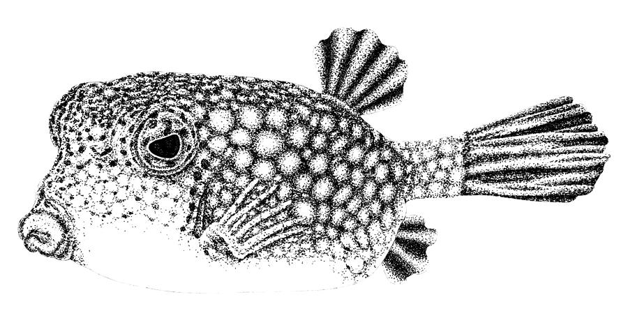 Fish Drawing - Yellow boxfish drawing by Loren Dowding