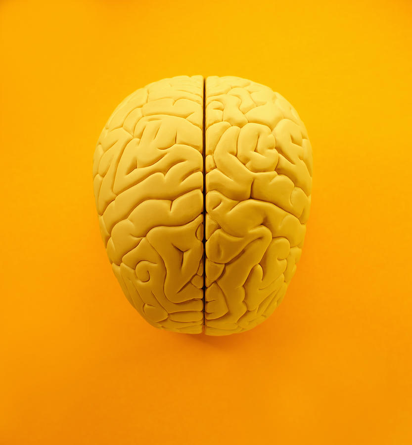 Yellow brain from above Photograph by PM Images