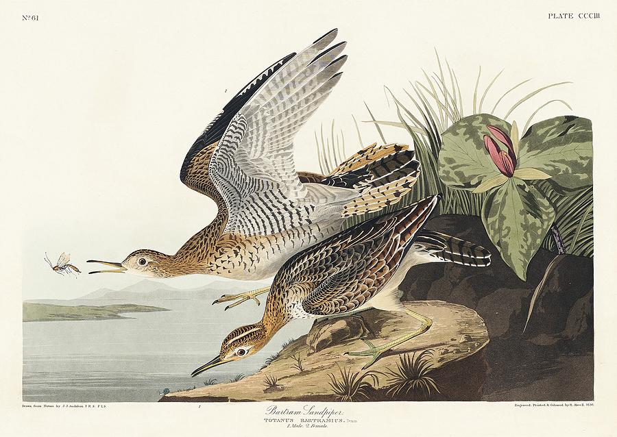Yellow-breasted Rail from Birds of America 1827 by John James Audubon etched by William Home Lizars Painting by Les Classics