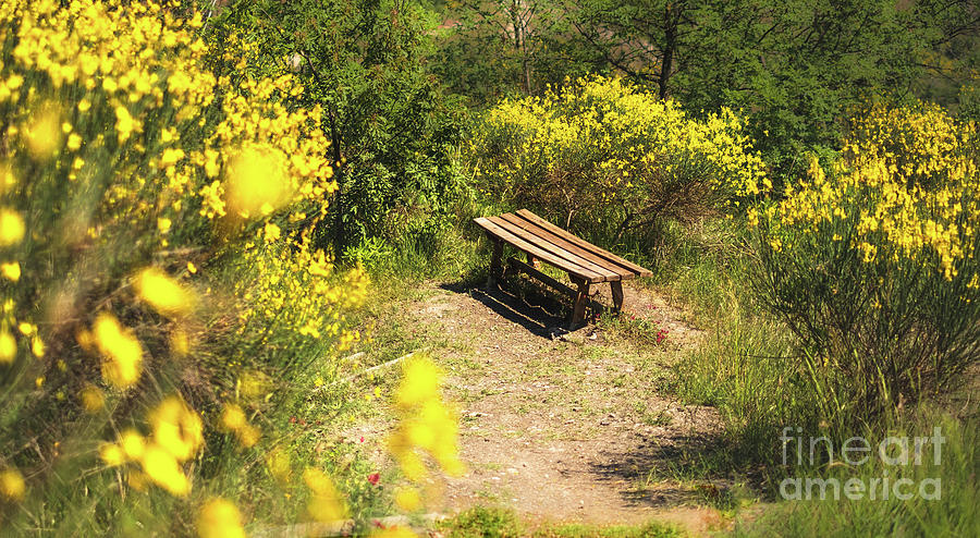 Flower Photograph - Yellow Brooms Flowers Bench In Nature Horizontal Photography Background by Luca Lorenzelli