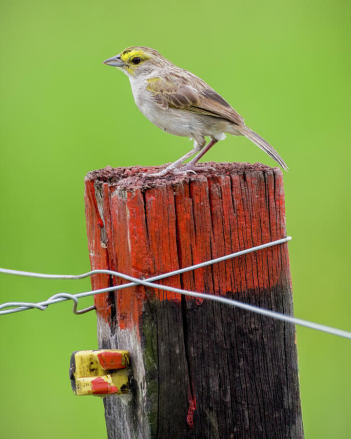 Yellow Browed Sparrow Resguardos de Paz Paujil Caqueta Colombia Photograph by Adam Rainoff