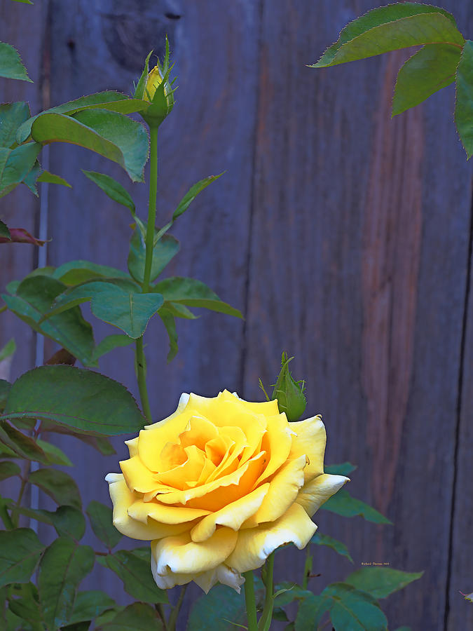 Yellow Bud Rose Photograph by Richard Thomas - Pixels