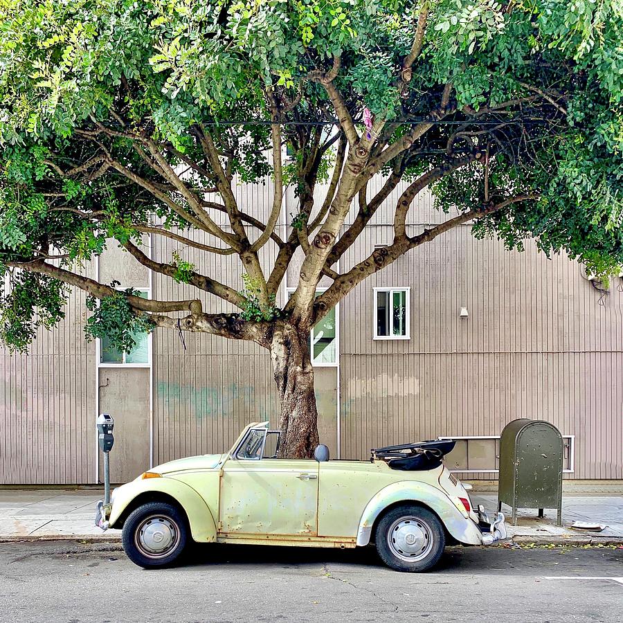 Yellow Bug And Tree Photograph by Julie Gebhardt