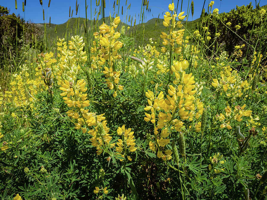 Yellow bush lupine, lupinus arboreus Photograph by Jennifer Wan Fine