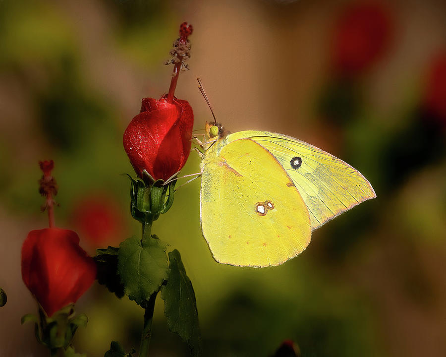 Yellow Butterfly Photograph by Cheri Freeman