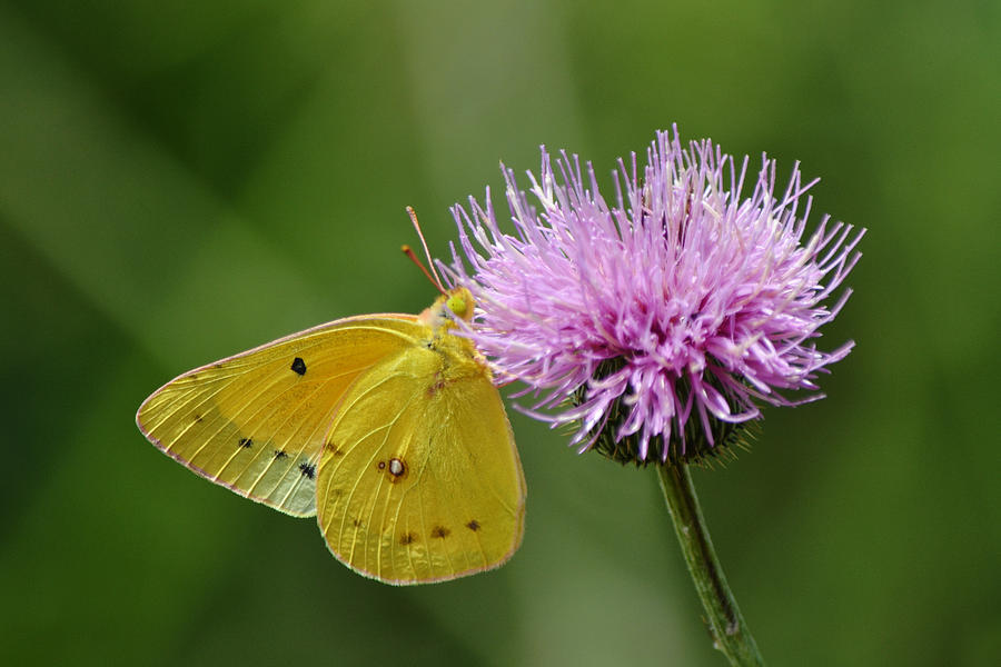 Yellow Butterfly Close Up On Texas Thistle Photograph