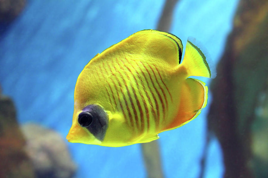 Yellow Butterfly-fish Photograph by Mikhail Kokhanchikov