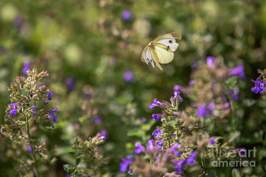 Yellow Butterfly Flying in a Garden Photograph by Diane Diederich