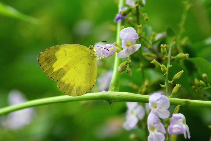 Yellow Butterfly Lavender Flowers Photograph by Matthew Bamberg
