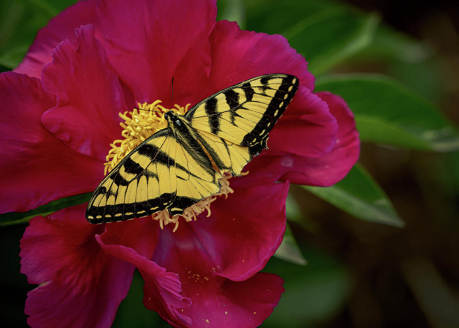 Yellow Butterfly on Red Flower  Photograph by Phil Cardamone