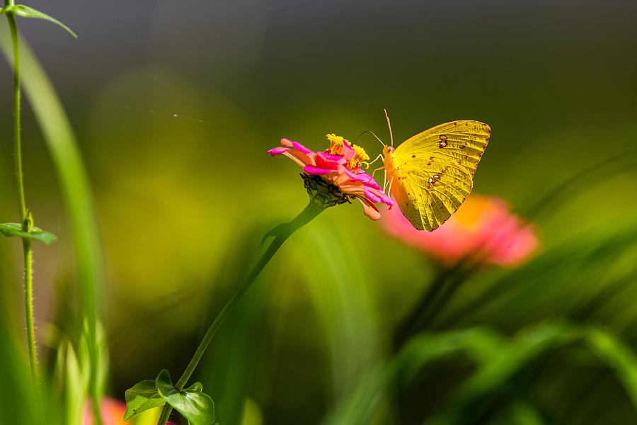 Yellow Butterfly on Zinnia Photograph by Ed Stines