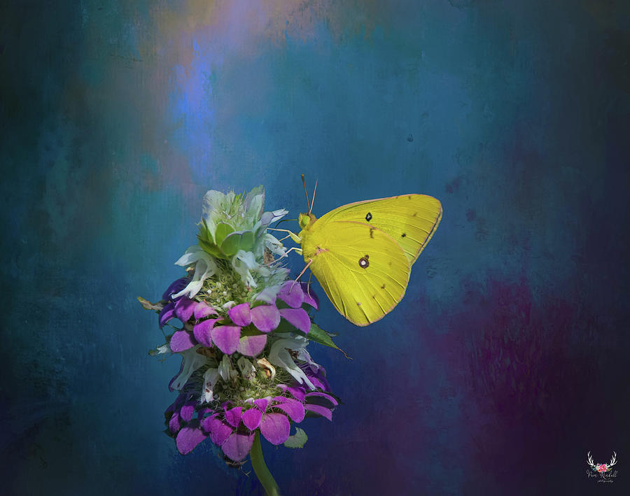 Yellow Butterfly Photograph by Pam Rendall