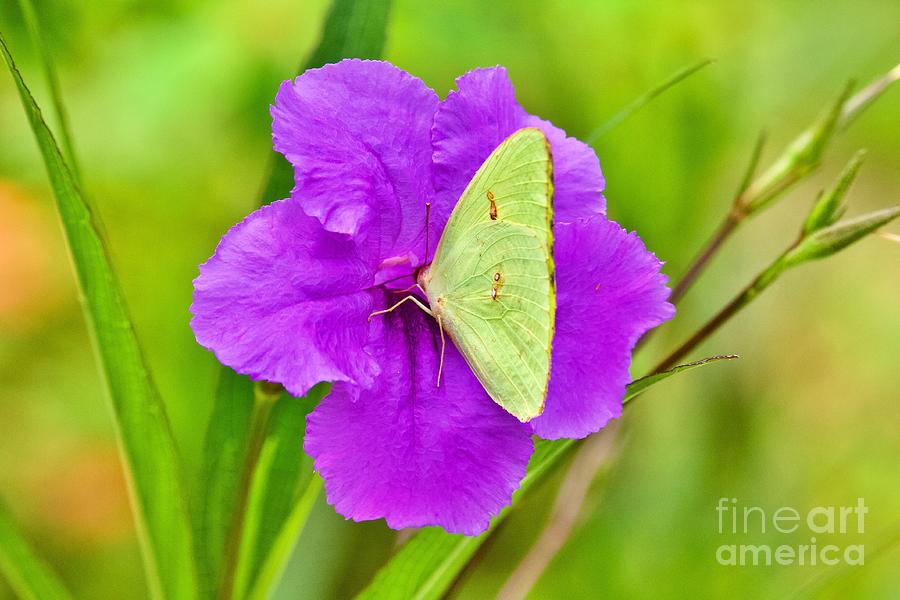 Yellow Butterfly Photograph by Tim Lent