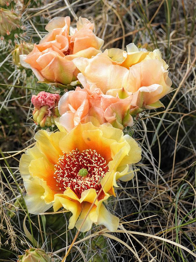 Yellow Cactus Photograph by Amanda R Wright