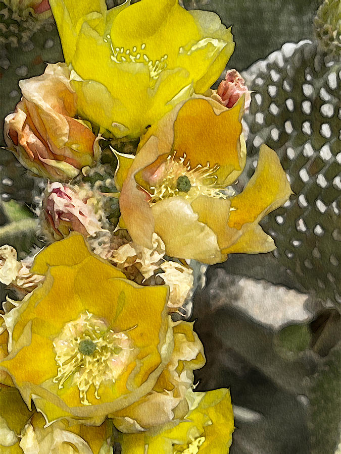 Yellow Cactus Blooms Photograph By Elaine Sonne Fine Art America