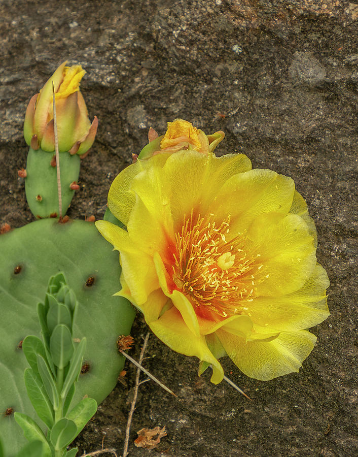 Yellow Cactus Flower Photograph by Cate Franklyn