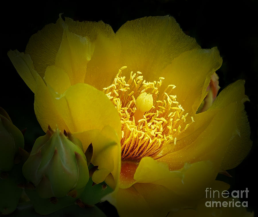 Nature Photograph - Yellow Cactus Flower in Macro by Mike Nellums