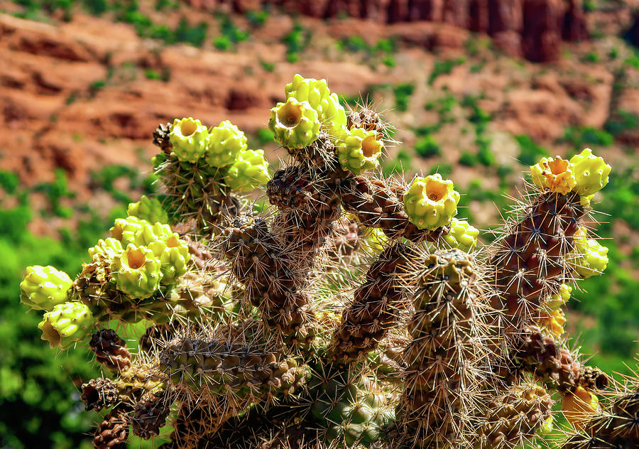 Yellow Cactus Flower Photograph by Robert Blandy Jr