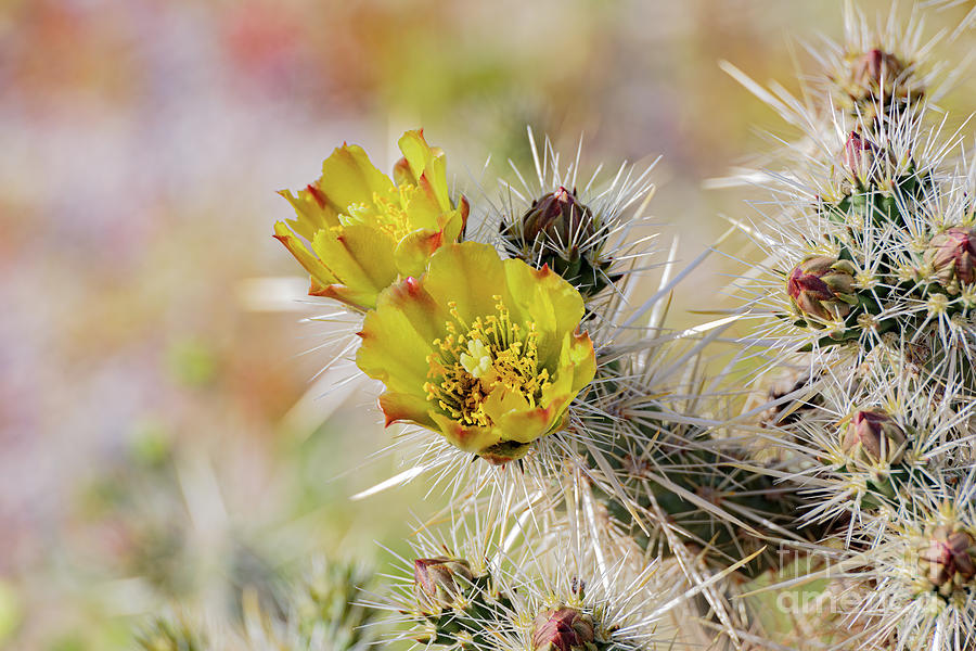 Yellow Cactus Flowers Photograph - Yellow Cactus Flowers 8B5787 by Stephen Parker