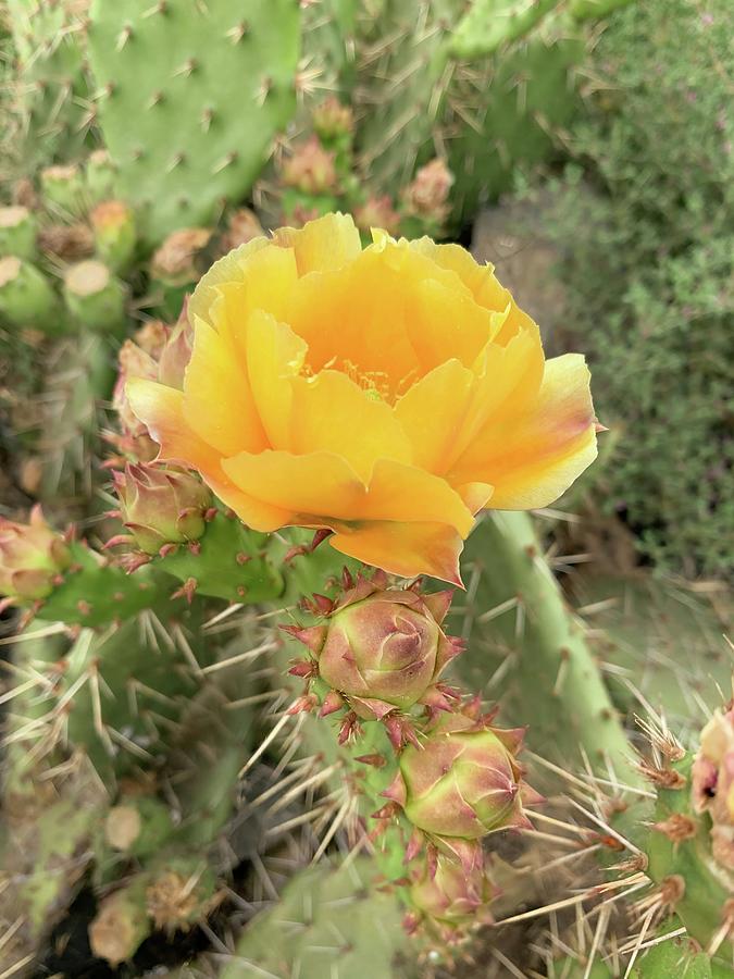 Yellow Cactus Pear Flower Photograph by Rebecca Herranen