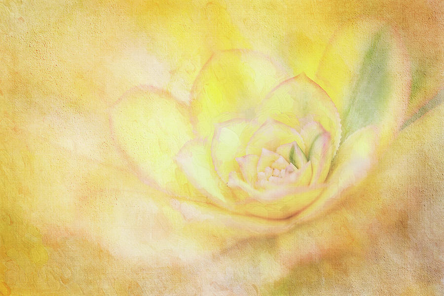 Yellow Cactus Digital Art by Terry Davis