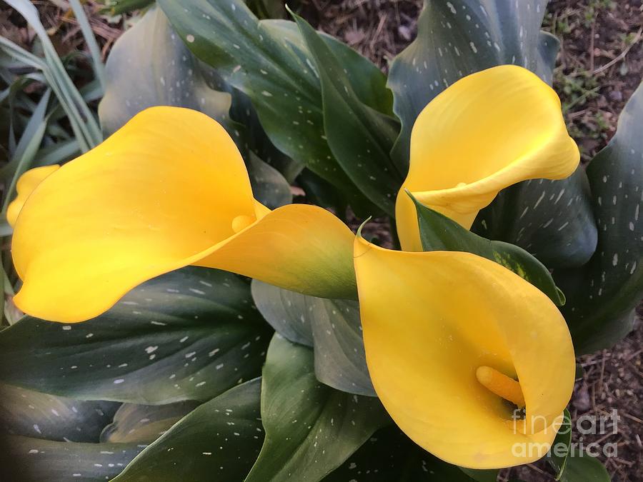 Yellow Calla Lily Photograph by Catherine Wilson