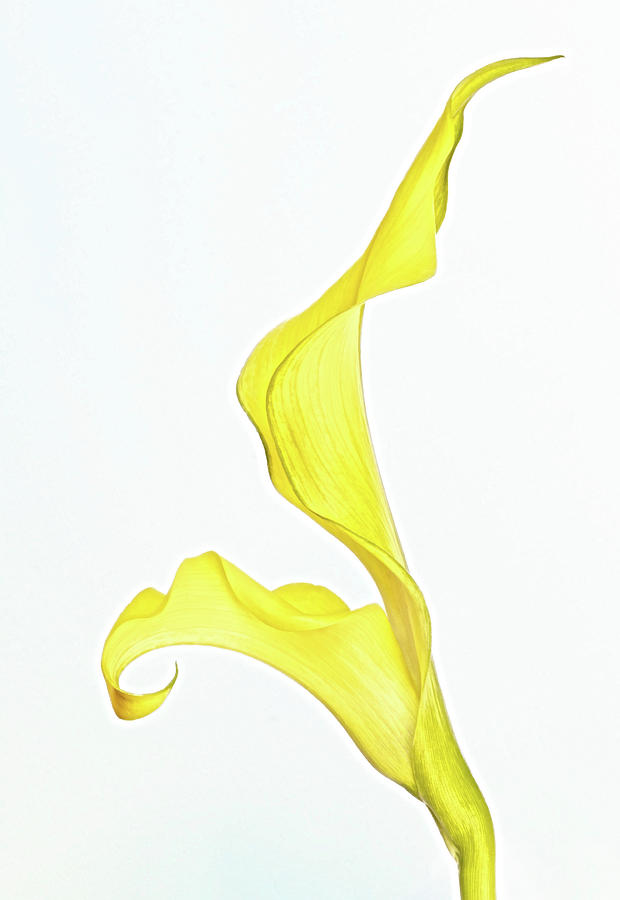 Yellow Calla Lily Photograph by Elvira Peretsman