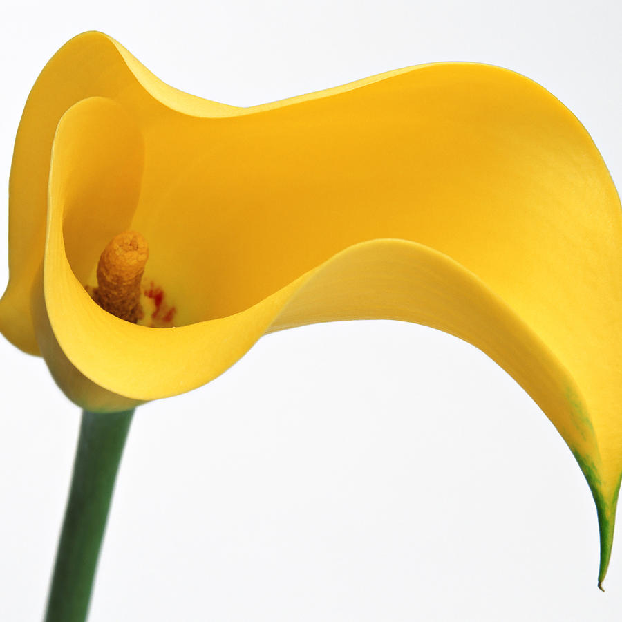 Yellow Calla Lily Photograph by Michelle Halsey