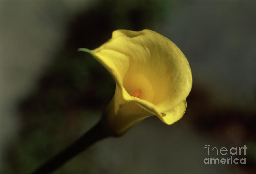 Yellow Calla Photograph by Riccardo Mottola