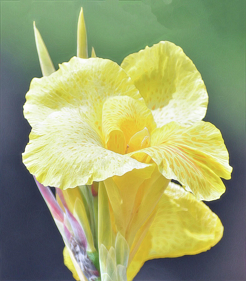 Yellow Cana Elegance Photograph by Roberta Byram Yellow Cana Elegance Photograph by Roberta Byram