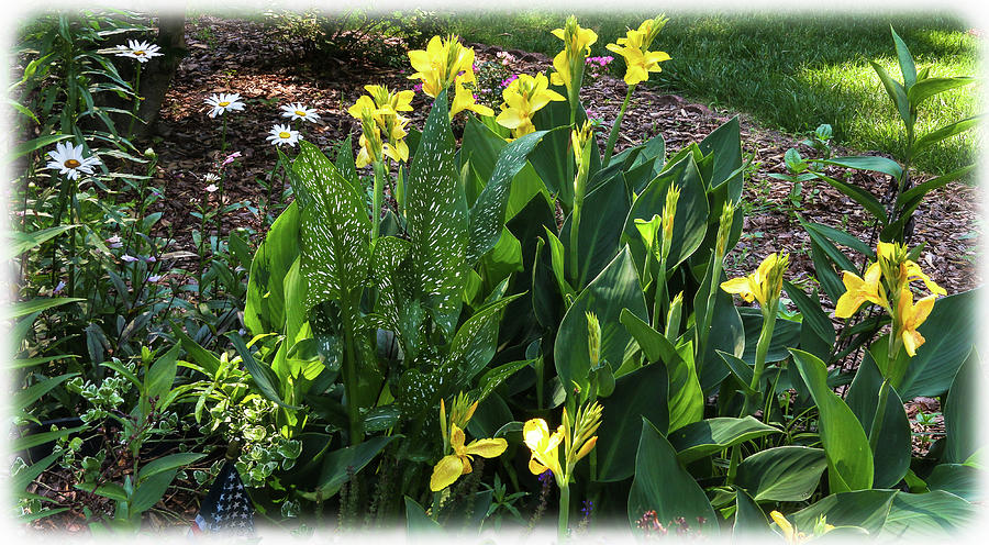 Yellow Cana Lilies Abound Photograph by Ola Allen