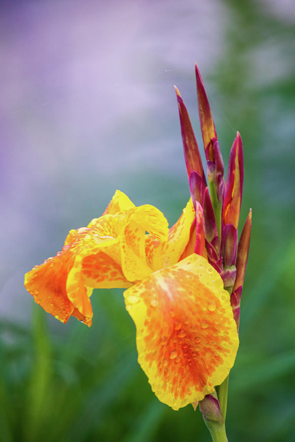 Nature Photograph - Yellow Canna After Rain by Mary Ann Artz