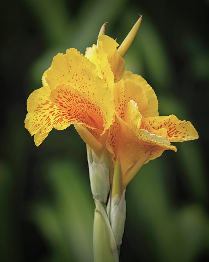 Yellow Canna Cluster Photograph by Teresa Wilson