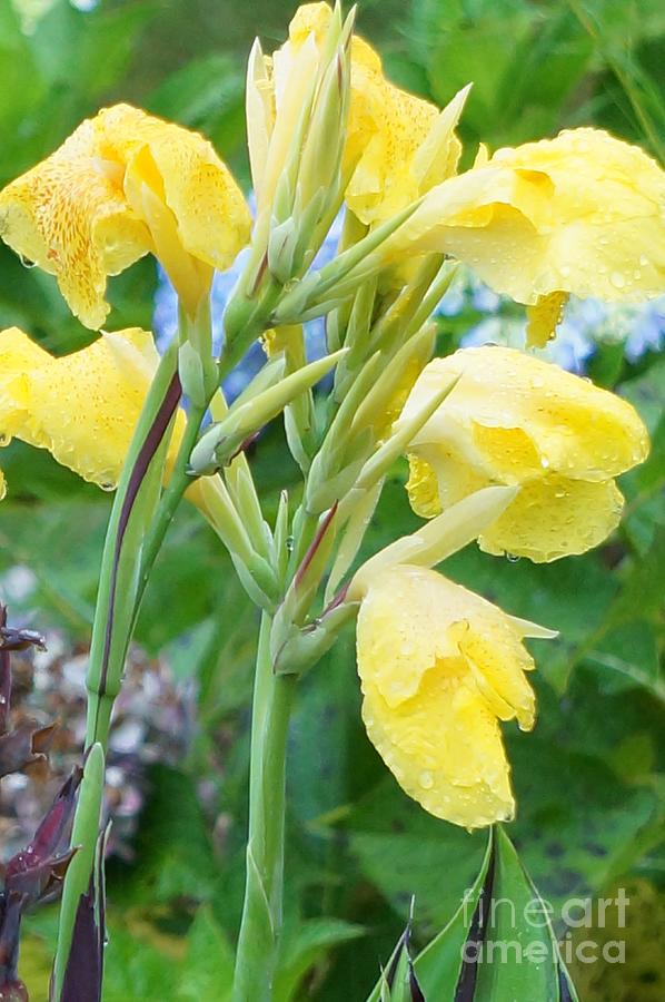 Yellow Canna Lilies Photograph by Maxine Billings