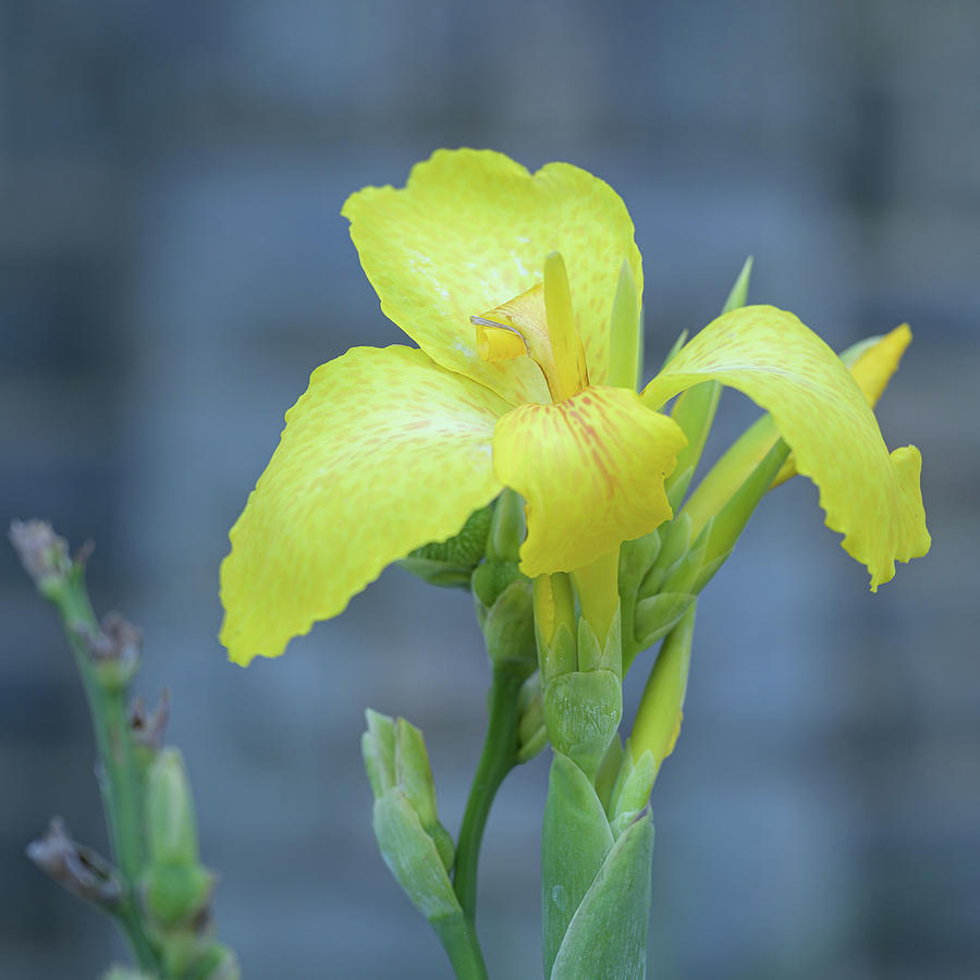 Yellow Canna Lily Photograph by Frank Mari