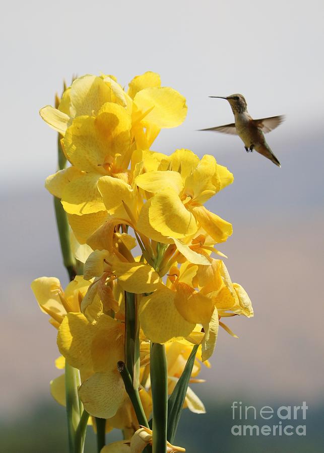 Yellow Canna Lily In Sunshine With Hummingbird Photograph