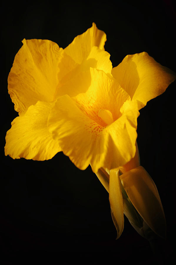 Yellow Canna Lily Portrait Photograph by Gaby Ethington